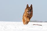 BERGER ALLEMAND 461